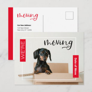 Red We're Moving Dachshund Dog in Box Postcard