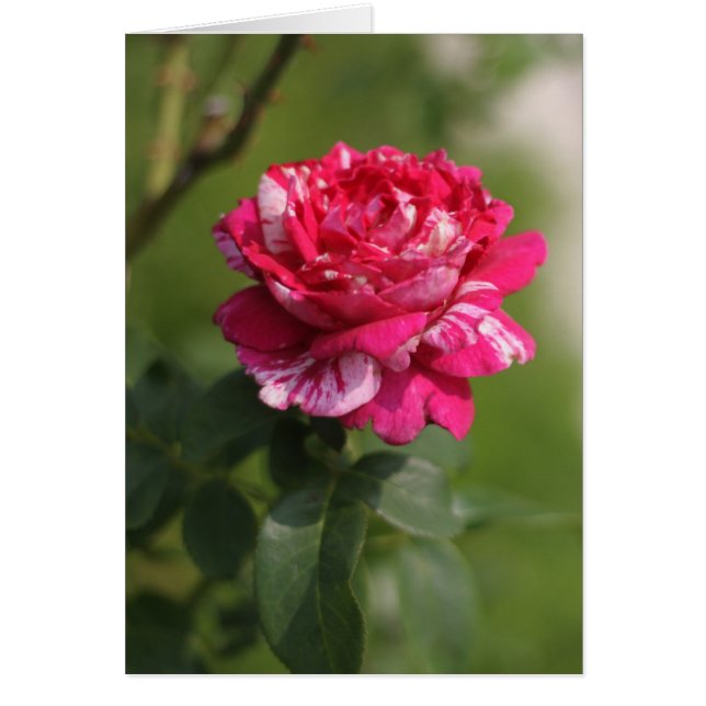 Red & White Hybrid Tea Rose.JPG (Front)