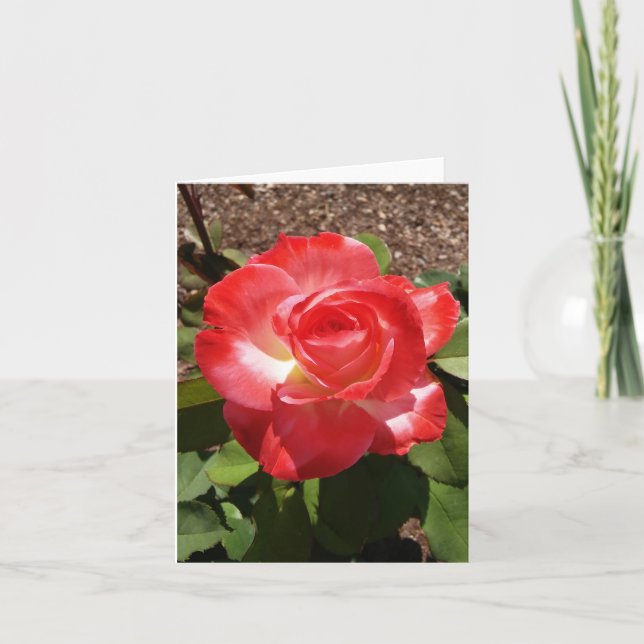 Red White Rose Photo Folded Note Card (Front)