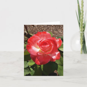Red White Rose Photo Folded Note Card