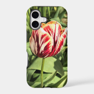 Red & White Tulip