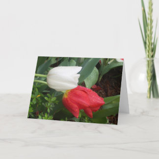 red white tulip card