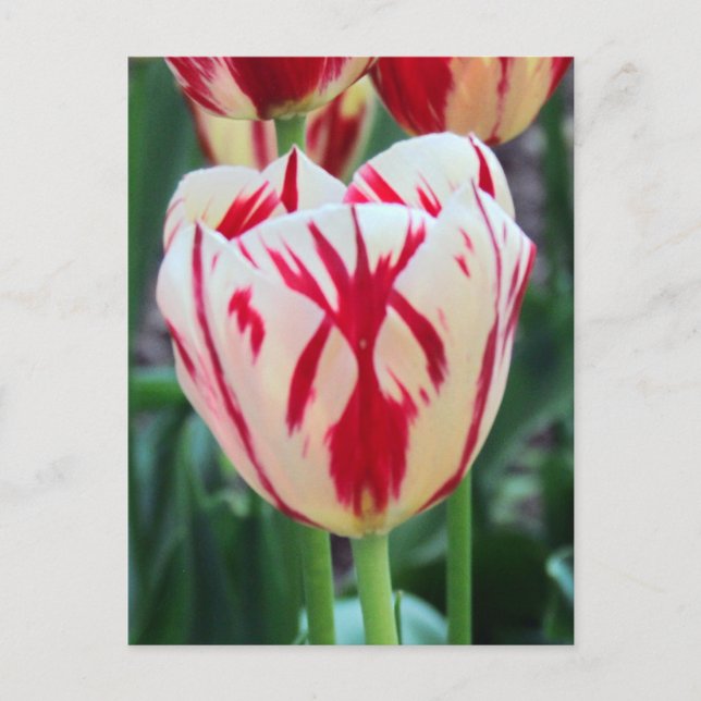 Red & White Tulip  Postcard (Front)