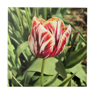 Red & White Tulip Tile