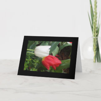 red white tulips card