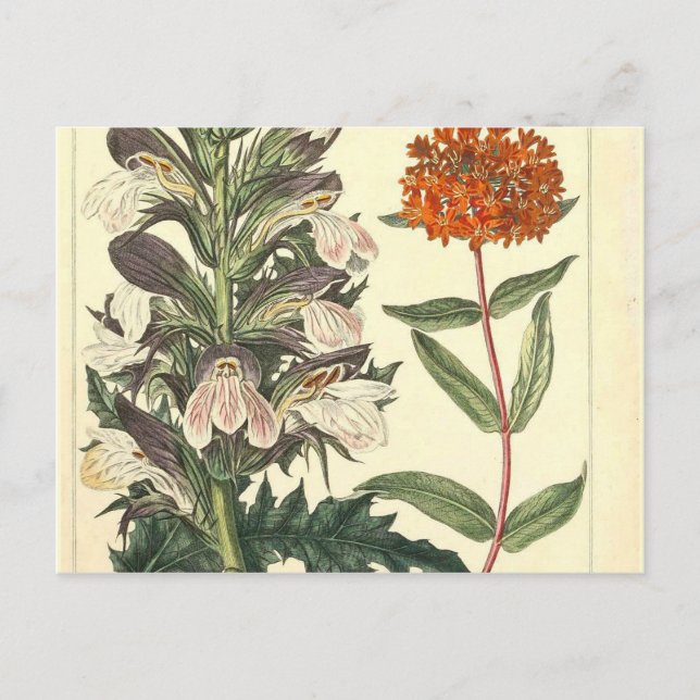 Red Wild Flower Vintage Botanical Print Postcard (Front)