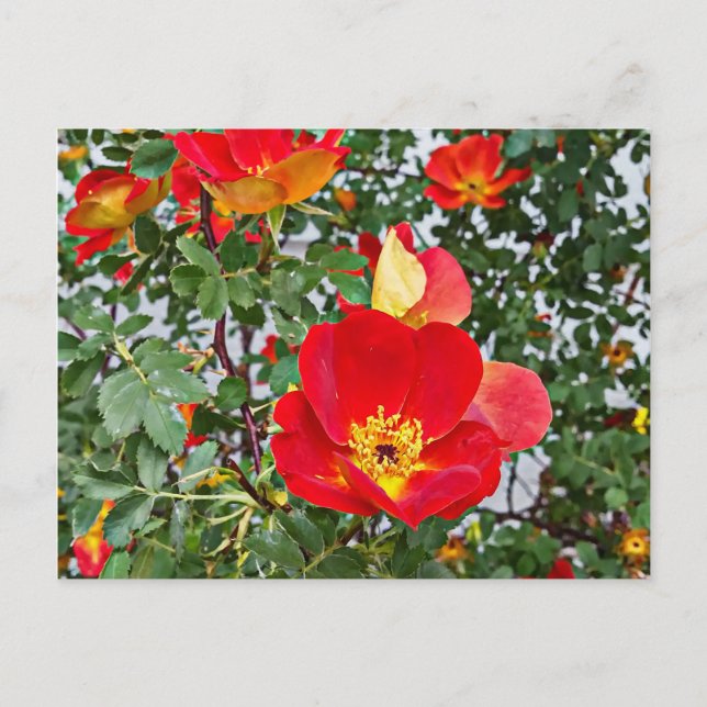 red wild roses flowers original photography holiday postcard (Front)