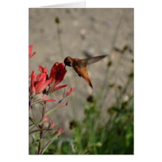Red wildflower hummingbird