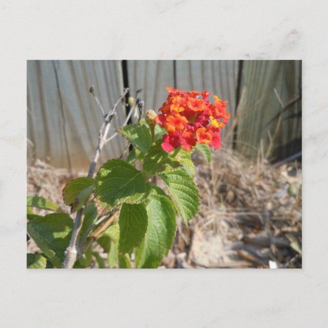 Red Wildflower Postcard (Front)