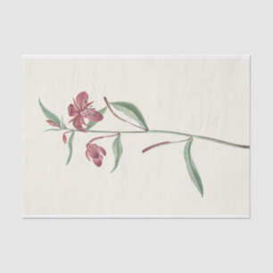 Red Willowweed by Mary Vaux Walcott Tissue Paper