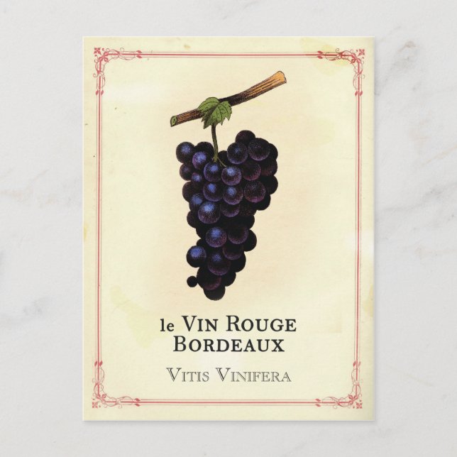 Red Wine Grapes Bordeaux Postcard (Front)