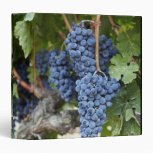 Red wine grapes on the vine binder