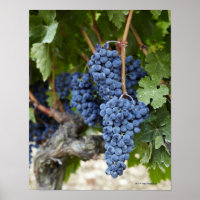 Red wine grapes on the vine