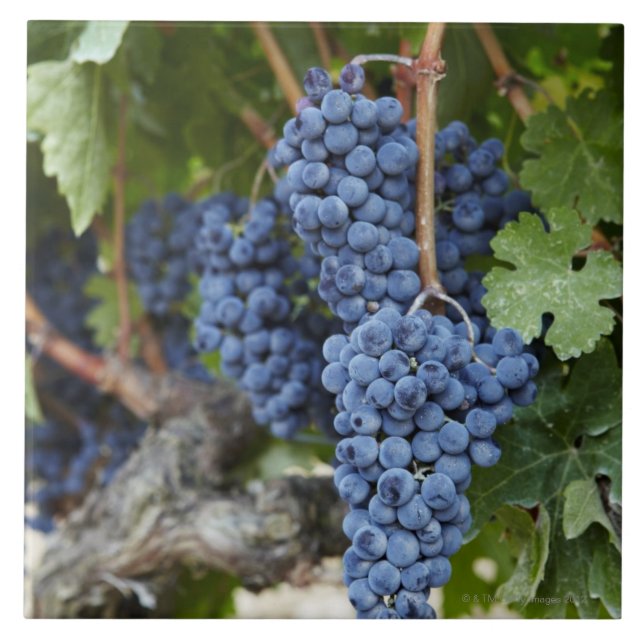 Red wine grapes on the vine tile (Front)