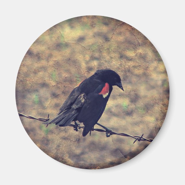 Red Wing Blackbird on Barbed Wire Magnet (Front)