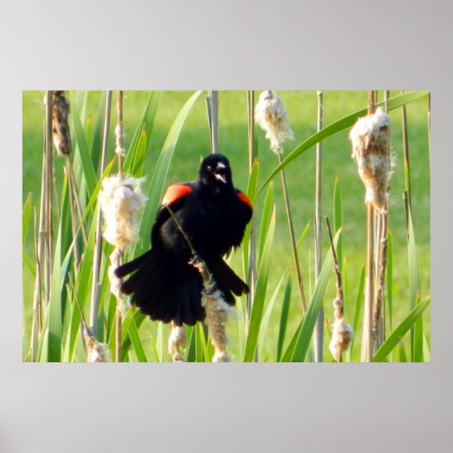 Red Wing Blackbird on Reeds Poster (Front)