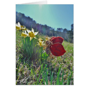 red wing fairy and daffodils