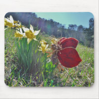 red wing fairy and daffodils