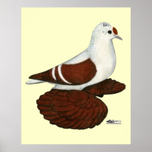 Red Wing Pigeon Poster