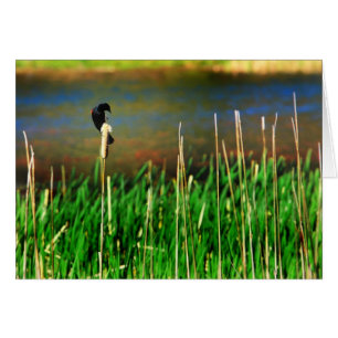 Red Winged Blackbird