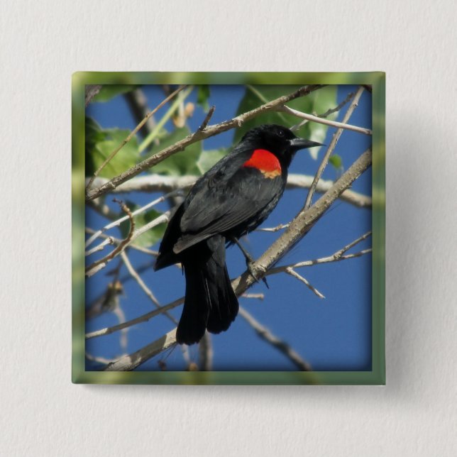 Red-winged Blackbird 2 Inch Square Button (Front)