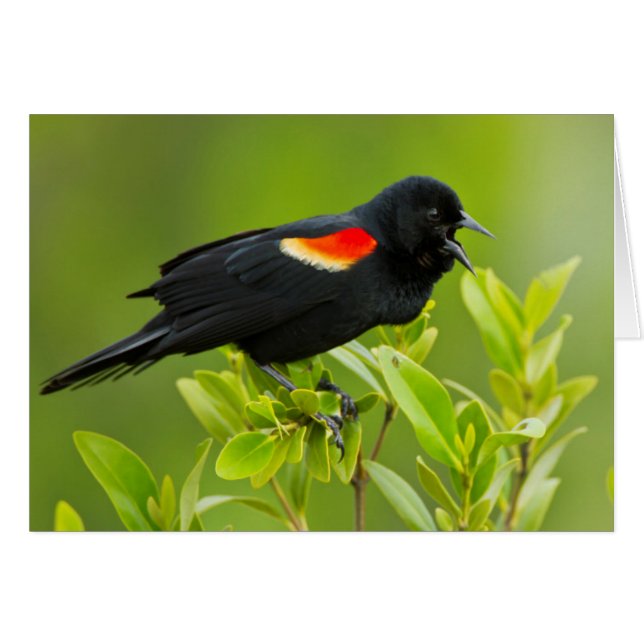 Red-Winged Blackbird (Agelaius Phoeniceus) (Front Horizontal)