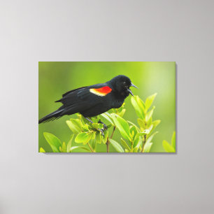 Red-Winged Blackbird (Agelaius Phoeniceus) Canvas Print