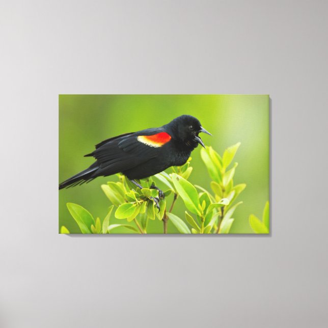 Red-Winged Blackbird (Agelaius Phoeniceus) Canvas Print (Front)
