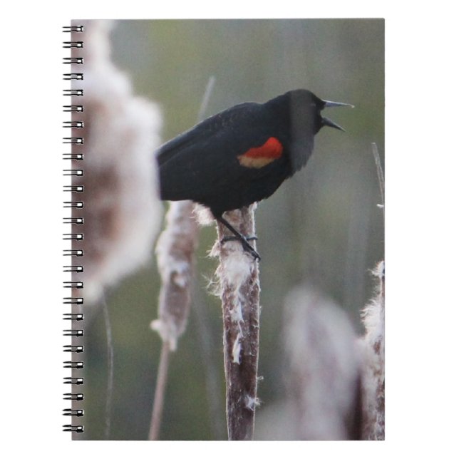 Red-winged Blackbird  (Agelaius phoeniceus) Notebook (Front)