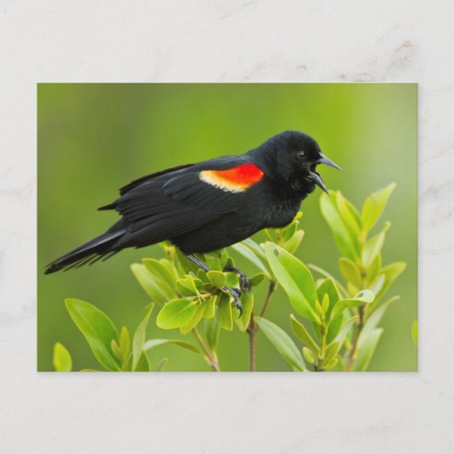 Red-Winged Blackbird (Agelaius Phoeniceus) Postcard (Front)