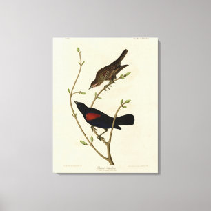 Red-winged Blackbird - Audubon's Birds of America Canvas Print