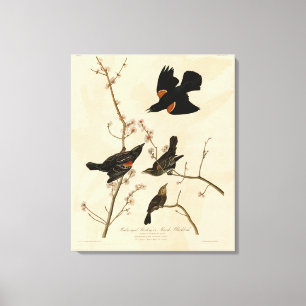 Red winged Blackbird - Audubon's Birds of America Canvas Print