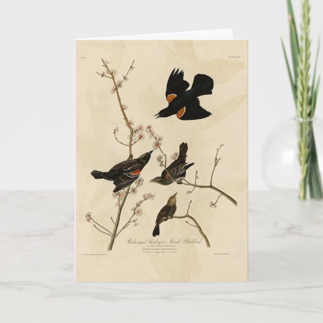 Red winged Blackbird - Audubon's Birds of America Card (Front)