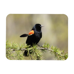 Red Winged BlackBird -Bad hair day Magnet
