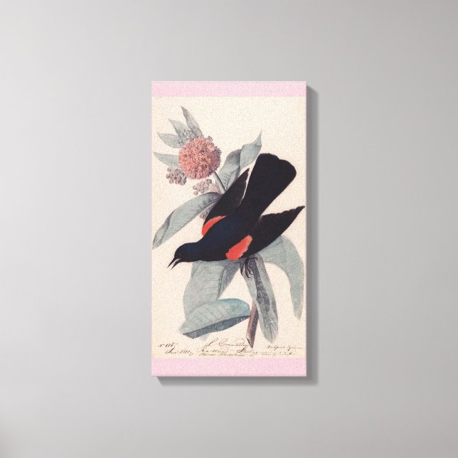 Red winged blackbird by John James Audubon Canvas Print (Front)
