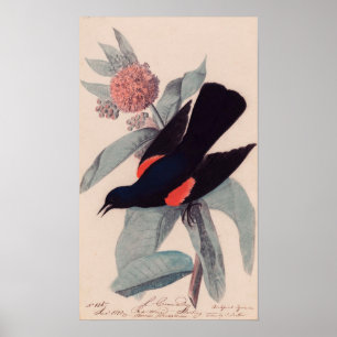 Red winged blackbird by John James Audubon Poster