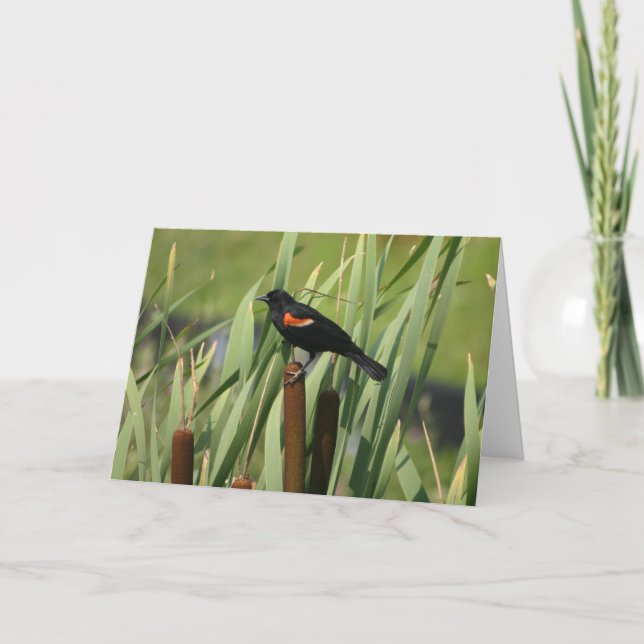 Red-Winged Blackbird Card (Front)