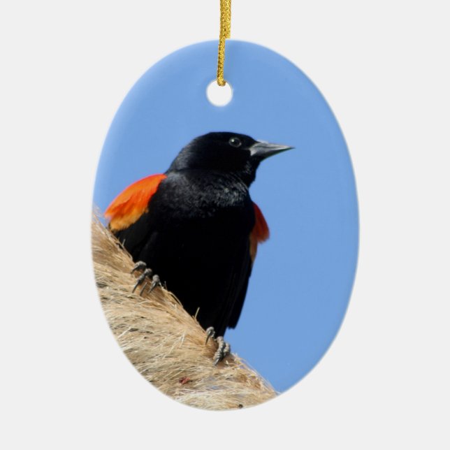 Red-winged Blackbird Ceramic Ornament (Front)