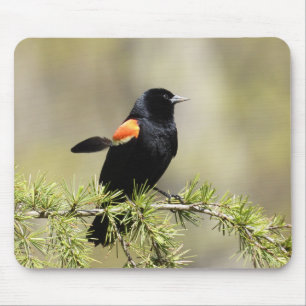 Red Winged Blackbird -feather out of place Mouse Pad