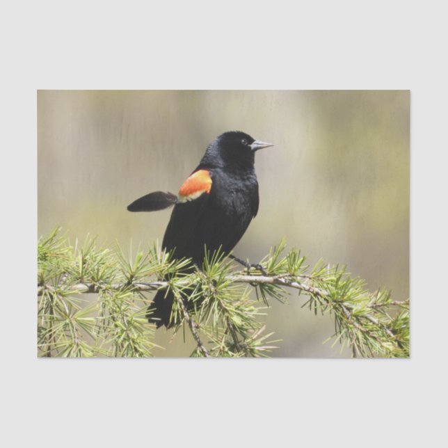 Red Winged Blackbird -Feather out of place Tissue Paper (Front)