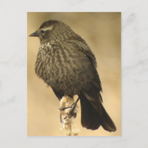 Red-winged Blackbird female2 Postcard