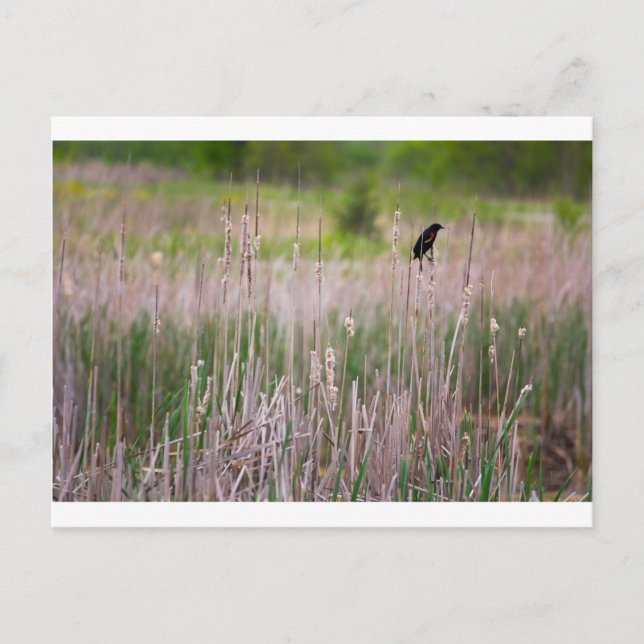 Red-winged Blackbird, Glacier Ridge Metropark Postcard (Front)