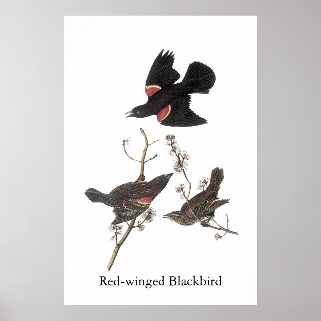 Red-Winged Blackbird, John Audubon Poster (Front)