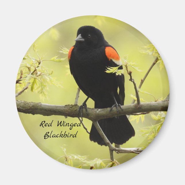 Red Winged Blackbird Magnet (Front)