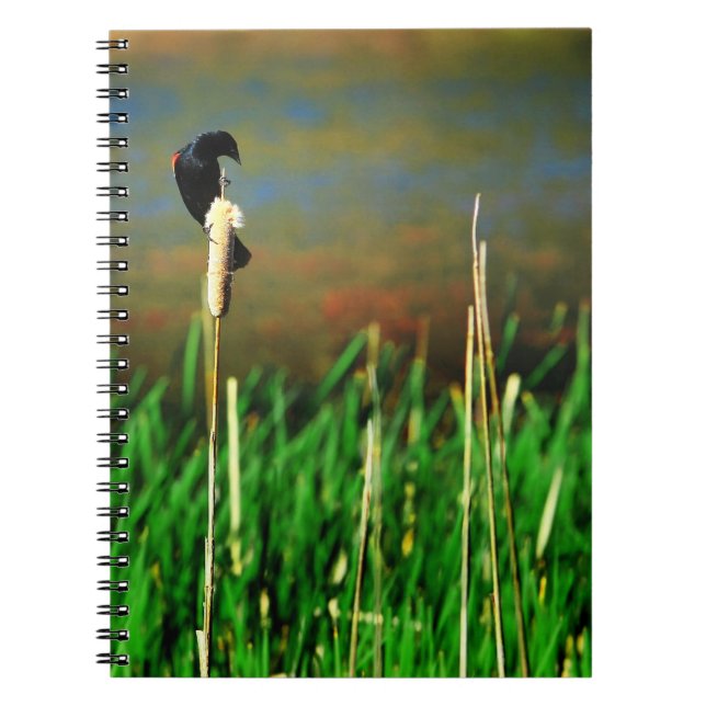 Red Winged Blackbird on a Cattail Notebook (Front)