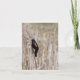 Red winged Blackbird On Weed Card