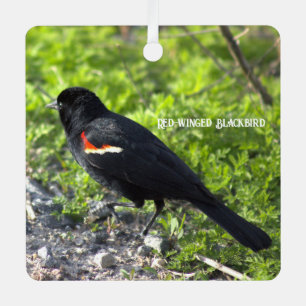 Red-winged Blackbird Ornament 