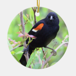 Red-winged Blackbird Ornament 