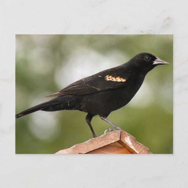 Red Winged Blackbird Photo Postcard (Front)