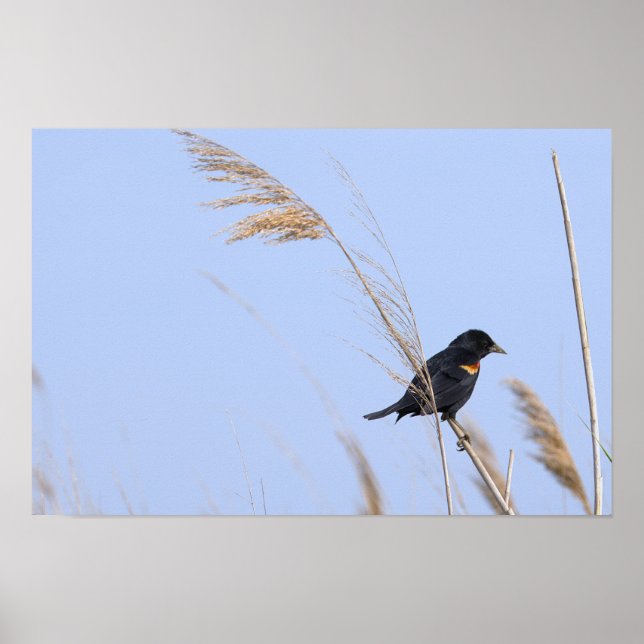 Red-winged Blackbird Photo Poster (Front)
